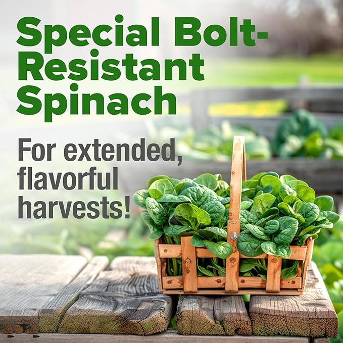 HOME GROWN Bloomsdale Spinach Seeds 704+ Heirloom Non-GMO Seeds for Planting, High Germination, Cold Hardy Dark Green Savoy Leaf, Nutritious Superfood, Indoor Outdoor Garden (Spinacia oleracea)