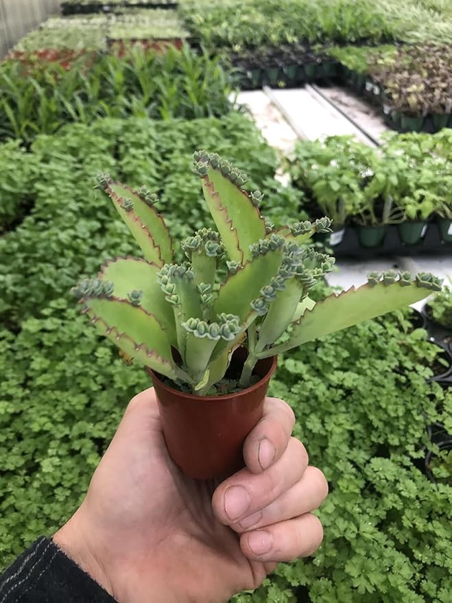 Kalanchoe Mexican Hat Plant in 2.5-Inch Pot - Ideal for Indoor & Outdoor Garden - Easy to Grow and Maintenance - Mother of Thousands - Air Purifier Green Houseplant (1)