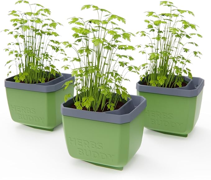 BUZZY Seeds Herb Buddy Self-Watering Herb Planter with Water Level Indicator – Indoor Kitchen & Windowsill Planter (Green)