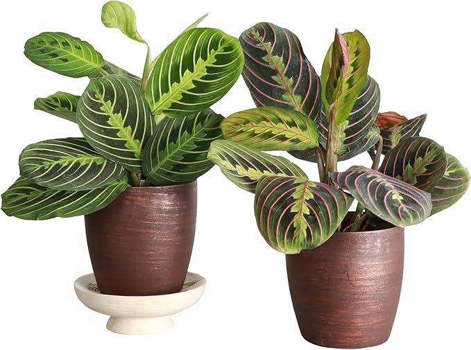 Thorsen's Greenhouse Prayer Plants Set of 2, Maranta leuconeura, Pet Safe Plants, Low Light Plants, Live Indoor Plants, 4" Diameter Plants, Classic Pots (Copper)