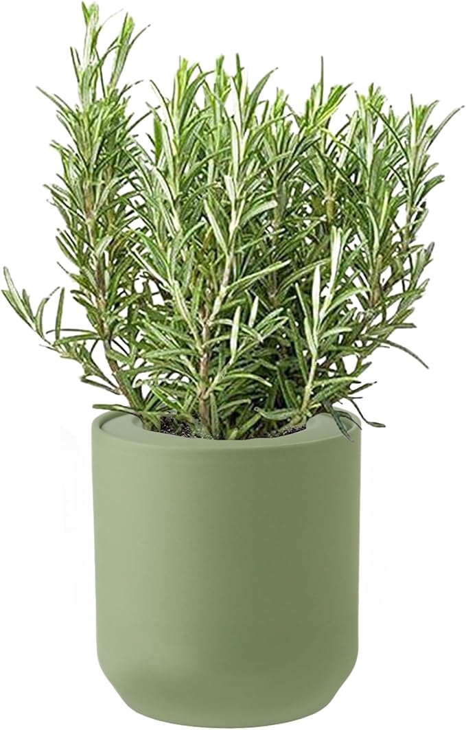 Hydroponic Herb Growing Kit, Fresh Rosemary Seed Starter Set, Indoor Hydroponic Growing System with Organic Rosemary Seeds, Indoor Herb Garden Gift for Family and Friends, Green