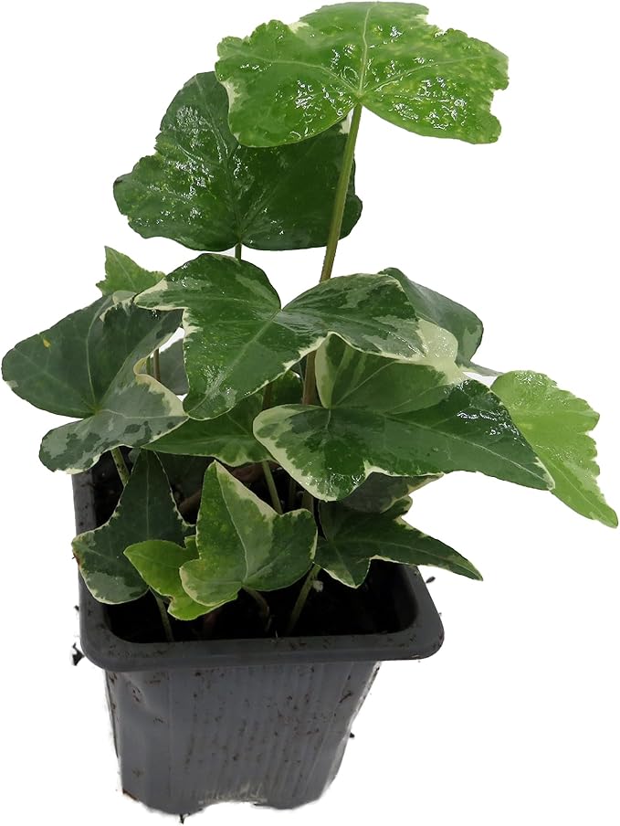 Glacier English Ivy - Hedera - 2.5" Pot Indoors