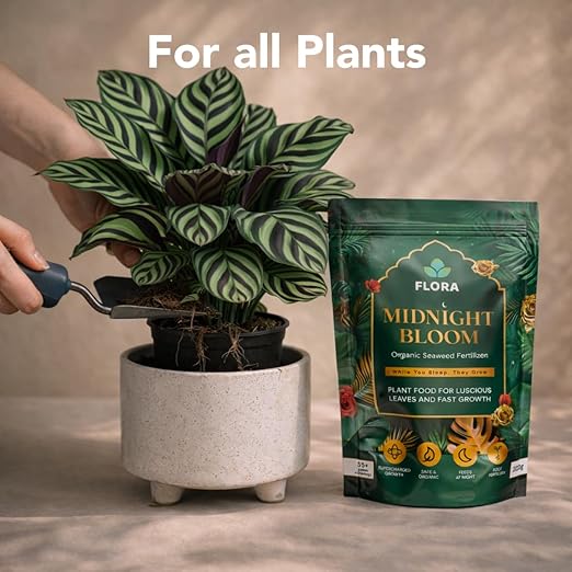 Flora Midnight Bloom Organic Seaweed Fertilizer Powder – 200g | Bio-Organic Plant Food for Indoor & Outdoor Plants | Fast Root Growth & Leaf Boost | Feeds at Night | 35+ Waterings