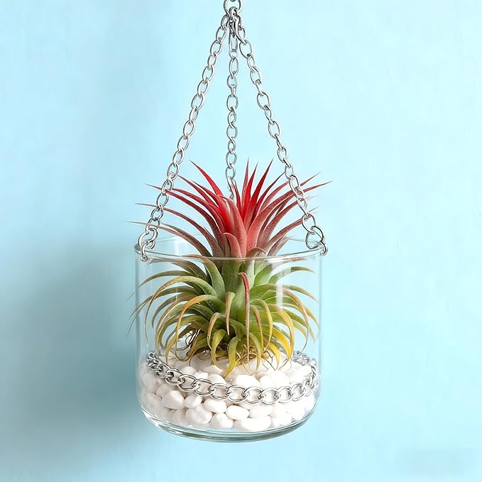 Live Tillandsia Air Plant Ionantha stricta Easy Care Air Plants Live, Houseplants for Indoor & Outdoor Home Garden Décor, Wall & Terrarium Display