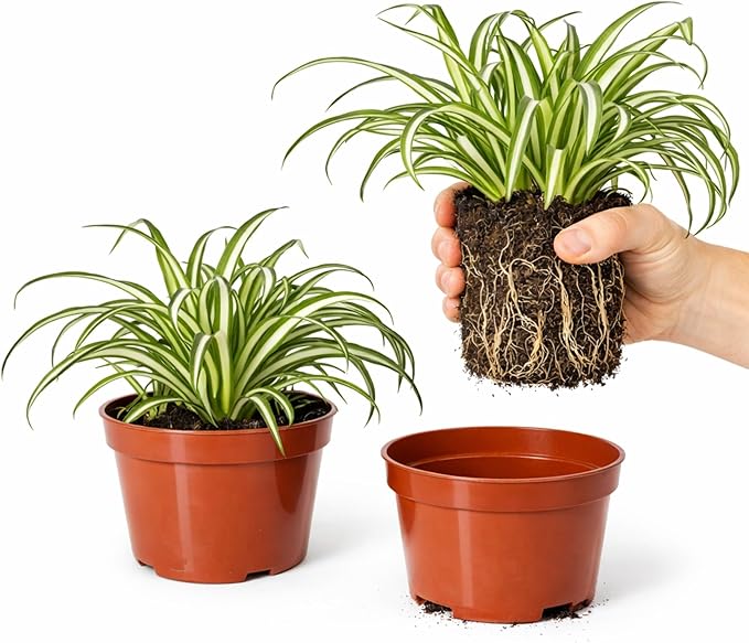 Easy to Grow Spider Plant Variegated 2 Full Size Potted Plants - Large Established Houseplants in 4" Quart Pots - Indoor Outdoor, Low Maintenance, Air-Purifying (Not Starter Plugs)
