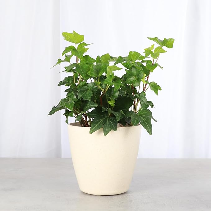 Thorsen's Greenhouse Live Green English Ivy Plant, Hedera Helix, Natural Air Purifier, Easy to Grow, Live Indoor Houseplant, 4" Diameter Pot (Natural)