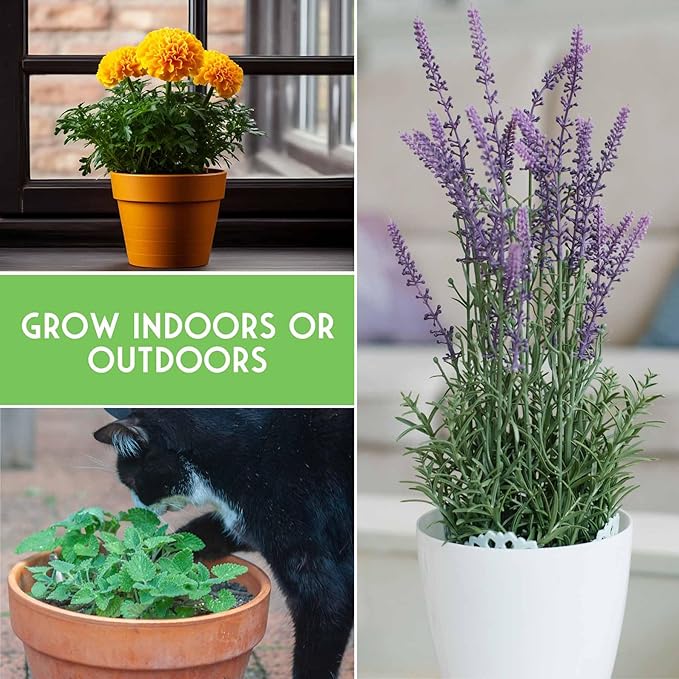Pest Defense 6 Pack Seeds for Planting - Heirloom Lavender, Hyssop, Catnip, Marigold, Petunia, Basil - Natural Pest Deterrents for Outdoor & Indoor Spaces - Survival Garden Seeds