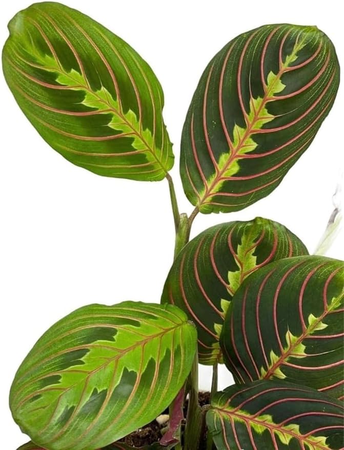 Live Plant, Red Maranta Prayer Plant, Pet Friendly, Air Purifying Plant, Easy Care, Easy to Grow Live Indoor Plant, Houseplant, Rare Indoor Plant, Home Décor 4.7 inch Pot (Slate)