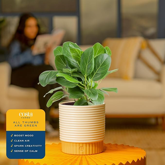 Costa Farms Ficus Audrey Live Plant in Decorative Pot, Indoor Houseplant, Perfect for Home, Room, or Office Decor, Great House Warming or Birthday Gift, 12-18 Inches Tall