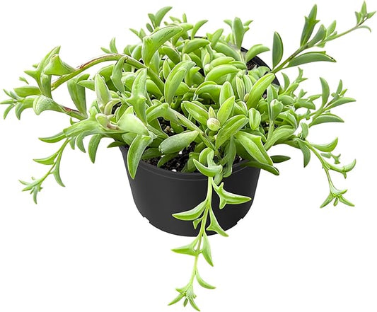 Sprout N Green String of Dolphins, Live Trailing Succulent Fully Rooted in 2" Pot, Home Office Wedding Decoration DIY Projects Party Favor, Easy to Care, Ideal Plant for Hanging, Keep Away from Pets