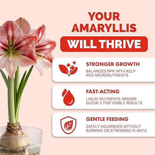 Amaryllis Fertilizer – Liquid Plant Food for Bigger Blooms, Stronger Bulb Development & Vibrant Flower Color, 32 oz