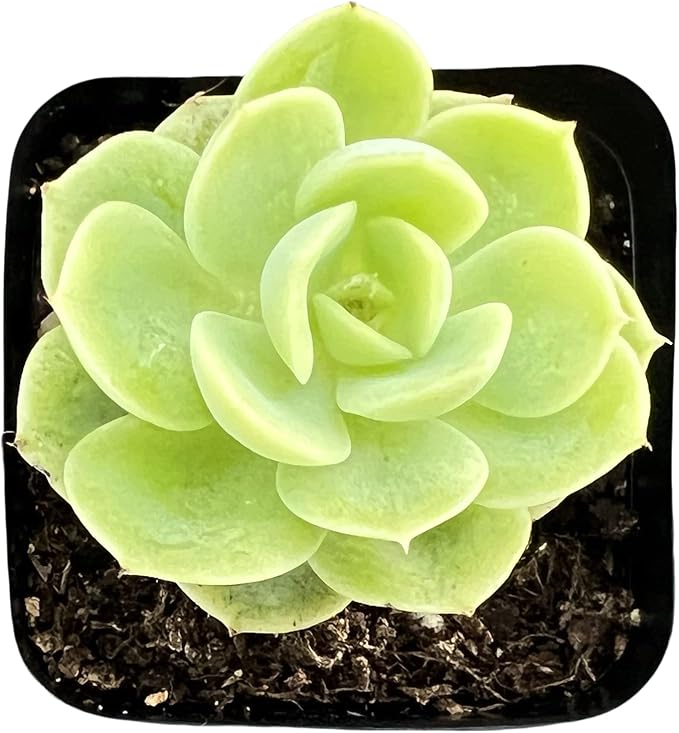Sprout N Green Echeveria Honey Melon, Live Succulent Plant Fully Rooted in 2" Pots with Soil Mix, Real Houseplant for Indoor Outdoor Home Office Wedding Decoration Party Favor