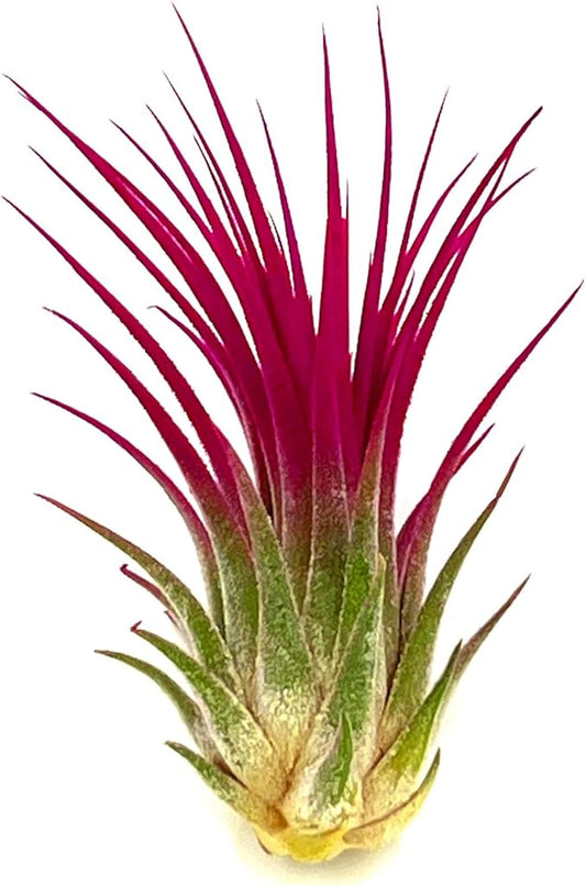 ragnaroc Air Plants - Tillandsia Ionantha, Regular 2-3" - 1ct - Organically Enhanced Color - Live Arrival Guaranteed - House Plants for Home Decor & Gift, Miami Pink