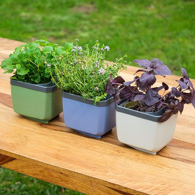 BUZZY Seeds Herb Buddy Self-Watering Herb Planter with Water Level Indicator – Indoor Kitchen & Windowsill Planter (Green)