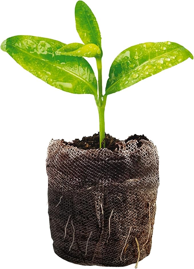Jiffy Seed Starter Tray Kit - Self-Watering, High Germination Rate, Seedling Tray - 2 Pack, Peat/Plastic