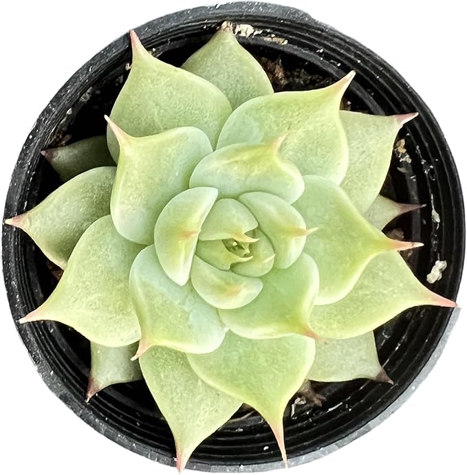 Sprout N Green Echeveria Toscannelly, Live Eyelash Succulent Fully Rooted in 2" Pots with Soil Mix, Houseplant for Indoor Outdoor Home Office Wedding Decor Party Favor, Easy to Care, Pet-Friendly