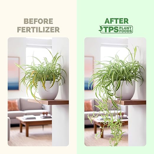 Spider Plant Fertilizer – Liquid Plant Food for Longer Runners, Greener Leaves & Healthy New Growth, 32 oz