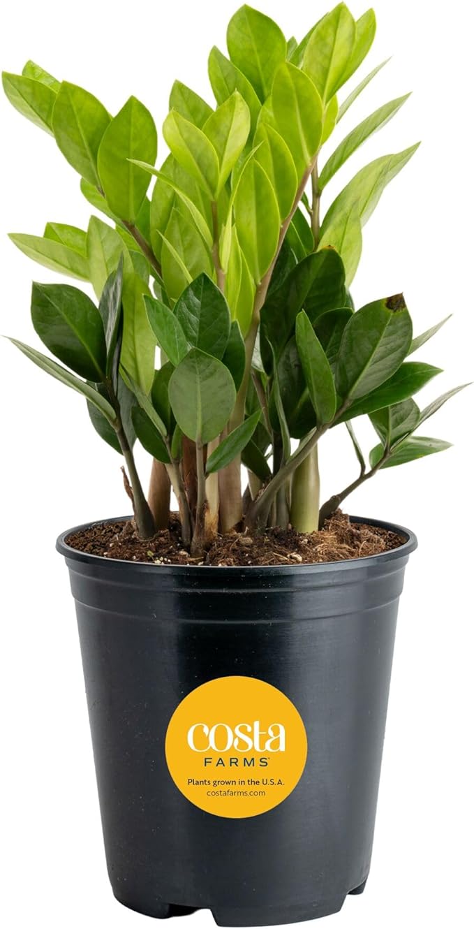 Costa Farms ZZ Live Plant in Plastic Pot, Easy to Maintain, Air Purifying Indoor Houseplant, Perfect for Home, Room, or Office Decor, Great House Warming or Birthday Gift, 12-20 Inches Tall