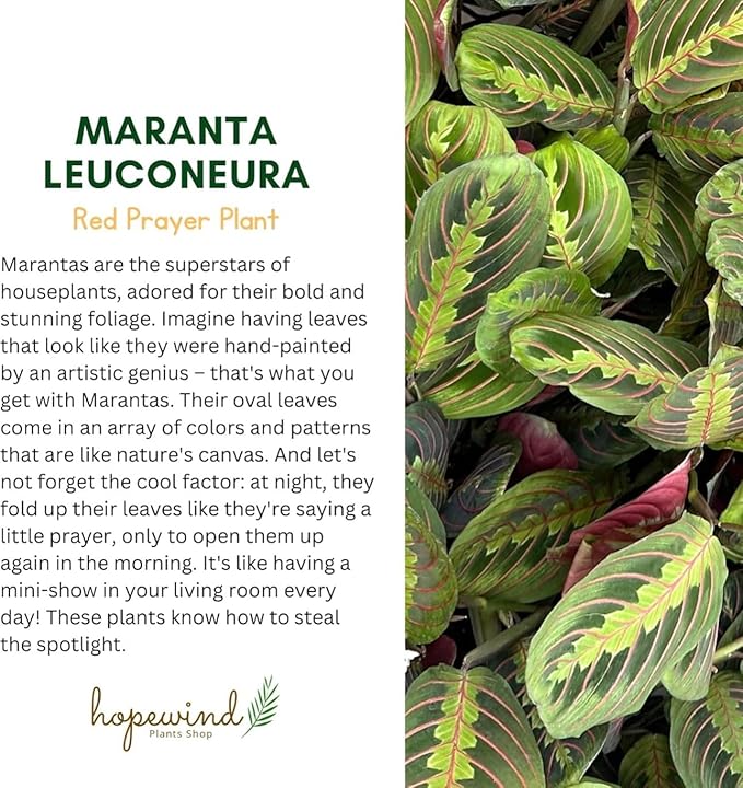 Live Plant, Red Maranta Prayer Plant, Pet Friendly, Air Purifying Plant, Easy Care, Easy to Grow Live Indoor Plant, Houseplant, Rare Indoor Plant, Home Décor 4.7 inch Pot (Black)
