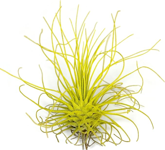 Thin Colored Air Plant, Live Tillandsia House Plant, Easy Care Indoor Outdoor, Great Gift, Healthy Arrival Guaranteed, (Yellow)