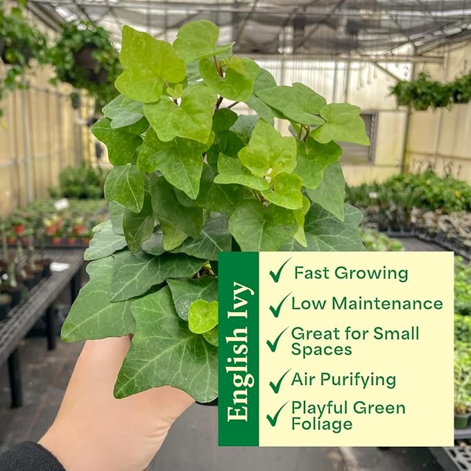 Thorsen's Greenhouse Live Green English Ivy Plant, Hedera Helix, Natural Air Purifier, Easy to Grow, Live Indoor Houseplant, 4" Diameter Pot (Sage)