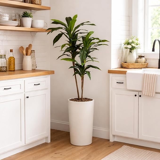Nearly Natural 48in Artificial Dracaena with Real Touch Leaves and Multi Tonal Trunks, Large Indoor Silk Plant with Pot, Maintenance Free For Living Room And Home Office Decor