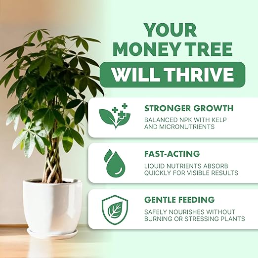 Money Tree Fertilizer – Liquid Plant Food for Lush Foliage, Healthy New Growth & Stronger Roots, 1 Gallon