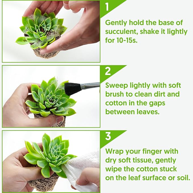 Sprout N Green Echeveria 'Pink Tips', Live Mini Succulent Plant Fully Rooted in 2in Pot, House Plant for Indoor Outdoor Home Office Wedding Decoration Party Favor, Pets Friendly, Easy to Care