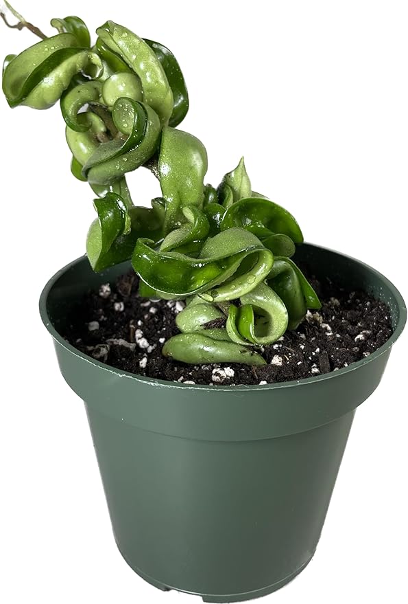 Hoya Compacta in 4" Pot aka Hoya Hindu Rope Plant or Hoya Krinkle Kurl - Hoya Plant Live Houseplants - Live Hoya Plant - Hoya Compacta Live Plant - Air Purifying Plant - Pet Friendly Plant