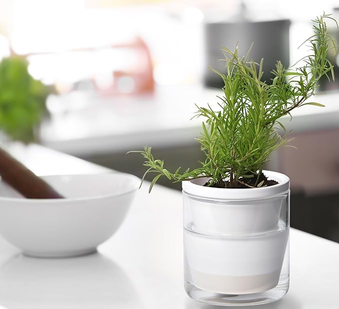 D'vine Dev 4 Inch Design Self Watering Planter for Indoor Plants, White Terracotta Pots with Cylinder Glass Cup, 37-X-A-2