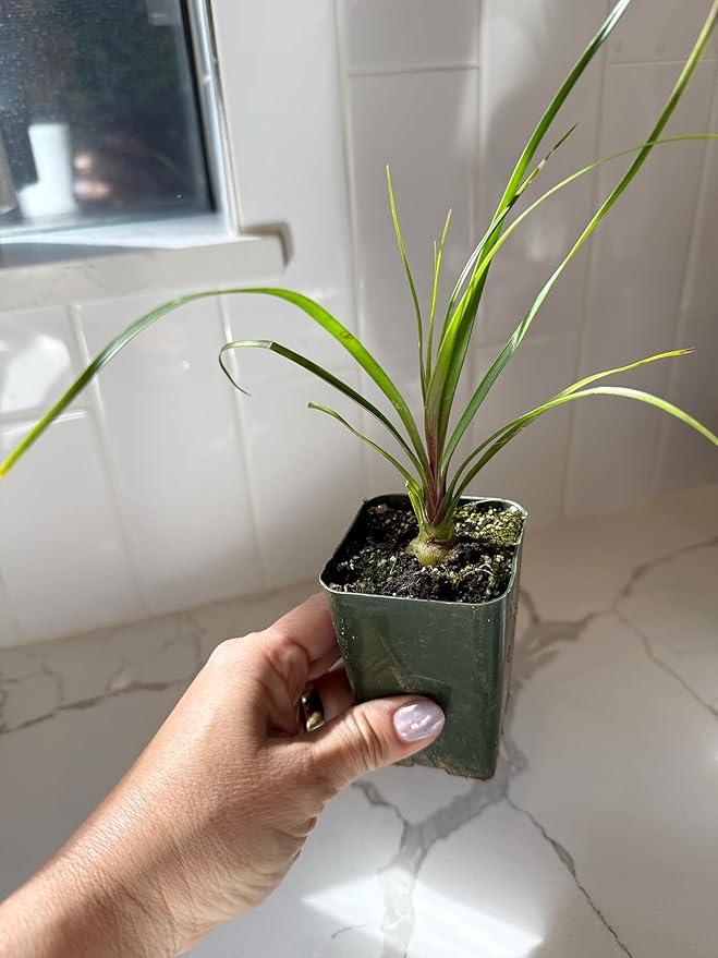 Ponytail Palm (Beaucarnea Recurvata) Live Indoor House Plant in 2-Inch Pot – Low Maintenance, Air-Purifying Plant (3)
