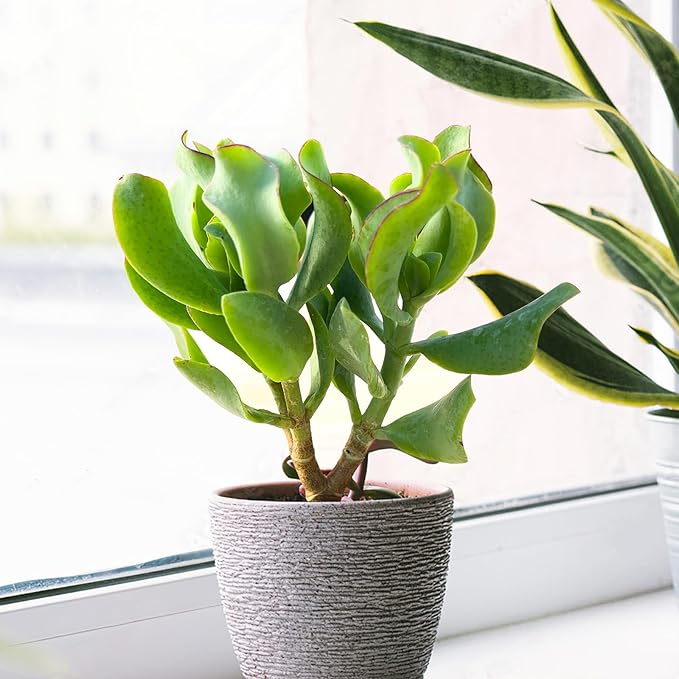Sprout N Green Ripple Jade - Crassula Arborescens Undulatifolia, Rare Cute Succulent Plant Fully Rooted in 2" Pot