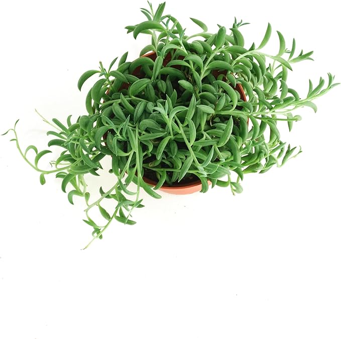 Shop Succulents String of Bananas Hanging Succulent, Senecio Radicans, Fully Rooted Live 4" Succulent Plant, Low Maintenance Indoor Plant, Trailing Succulents, Gift & Garden