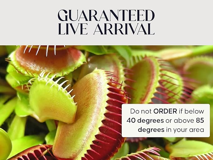 Venus Fly Trap Live Plant with White Ceramic Pot + Carnivorous Plant Soil and Live Venus Flytrap