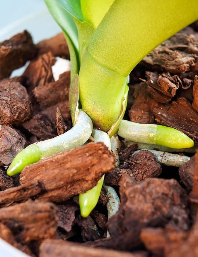 TOYPOPOR Orchid Potting Mix, (3 Quarts)Orchid Bark With Perlite, Potting Soil Medium for Plant Indoor, Pine Bark Wood Chips for Houseplant Fast Drainage, Water Retention, Air Flow and Root Ventilation