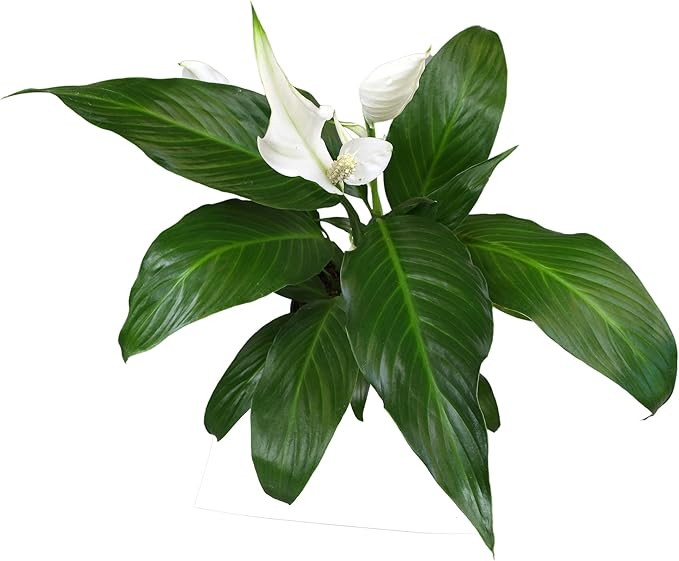 Altman Plants Peace Lily Plant Decor with 6 Inch White Plant Pot, Easy to Grow House Plant, Desk Plant & Office Plant, Easy Plant Gift, Air Purifying Plants Grow in Indoor Plant Potting Soil Mix