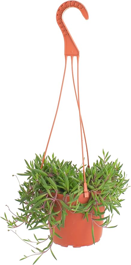 Shop Succulents Ruby Necklace Hanging Succulent, Othonna Capensis, Fully Rooted Live 6" Succulent Plant with Hanger, Low Maintenance Indoor Plant, Trailing Succulents, Gift & Garden