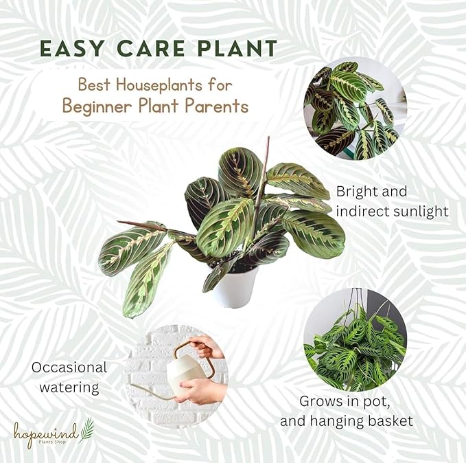 Live Plant, Red Maranta Prayer Plant, Pet Friendly, Air Purifying Plant, Easy Care, Easy to Grow Live Indoor Plant, Houseplant, Rare Indoor Plant, Home Décor Pot (White)