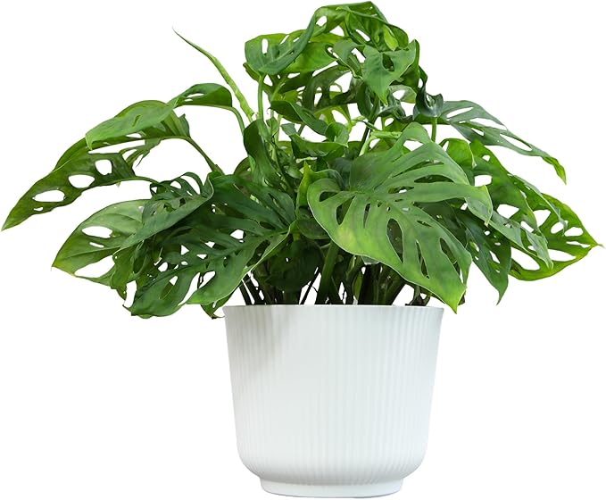 Altman Plants Swiss Cheese Plant Decor (Monstera Adansonii) in 6 Inch White Plastic Planter, Easy Plant & Desk Plant, Monstera Plant Live Plant Gift, Air Purifying Plants in Indoor Potting Soil Mix