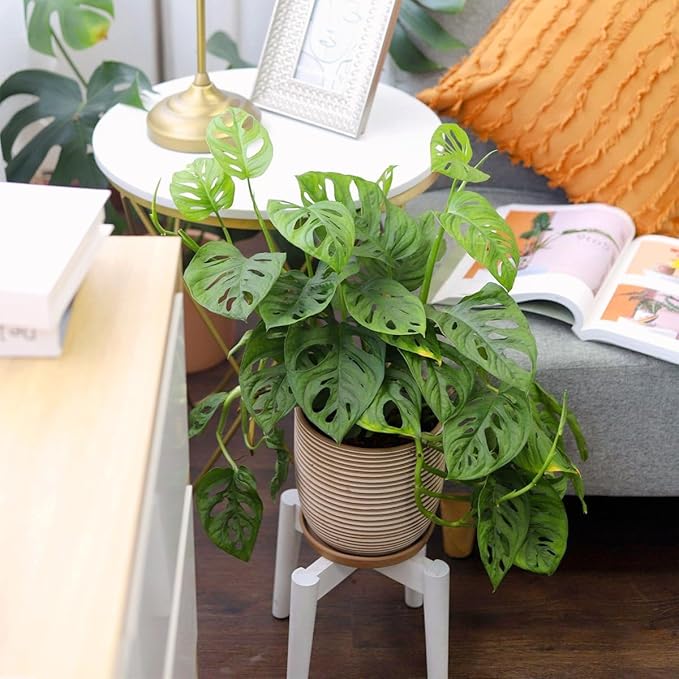 Monstera Adansonii 'Swiss Cheese' (4 inch) - Air-Purifying Houseplants - 4/6 inch Unique Live Decorative Houseplants - Low-Maintenance Indoor Plants, House Warming Gift, Natural Air Purifier