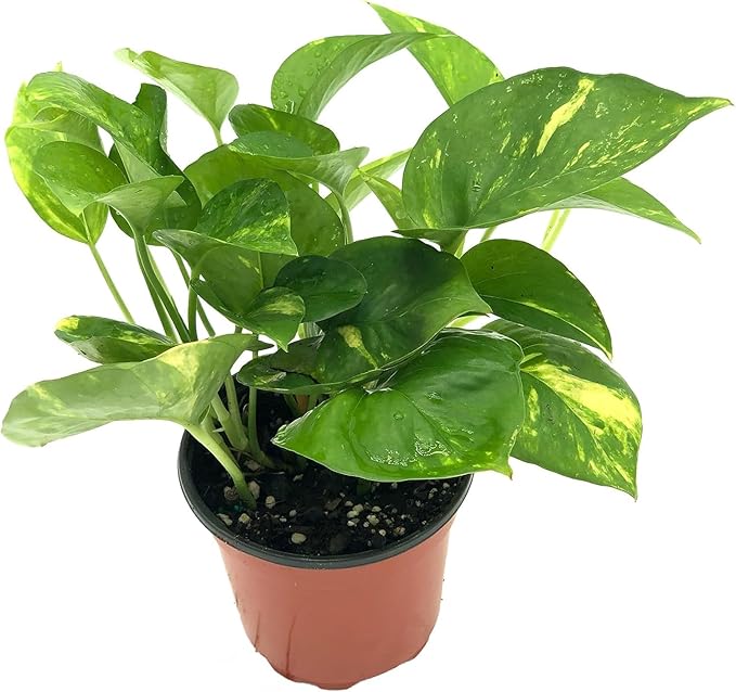 Live Snake Plant & Pothos Plant Bundle - Epipremnum aureus Golden Pothos and Snake Plant Sansevieria Superba Trifasciata - ragnaroc Tropical Plant 5-8” Tall - 2ct Live Arrival Guaranteed