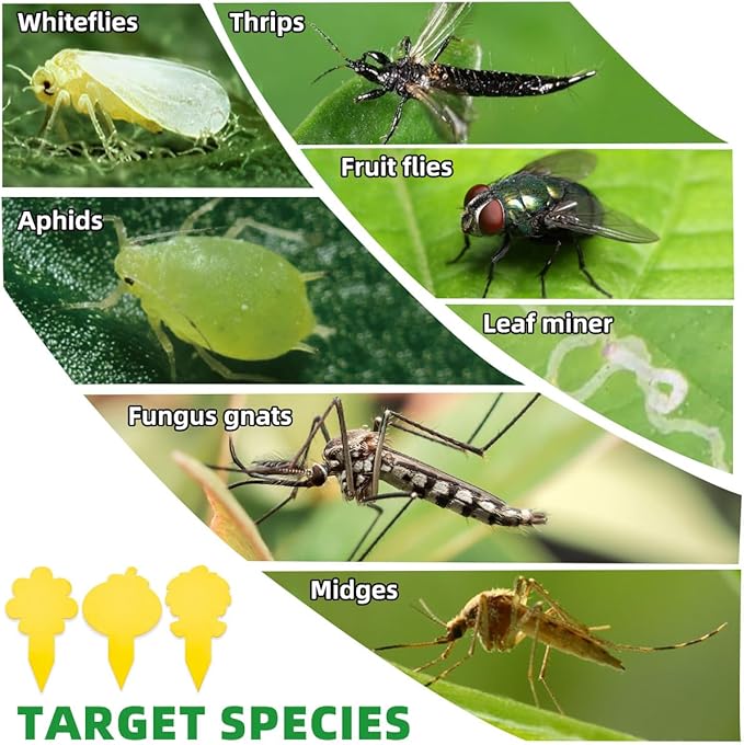 Sticky Yellow Fungus Gnat Traps, Easier to Use, No Touching Glue Or Bugs, Targets Species for Gnat, Fruit Fly & Pests, Three Thoughtful Designed, High Capture Rate, Kid & Pet Safe, 99 Traps