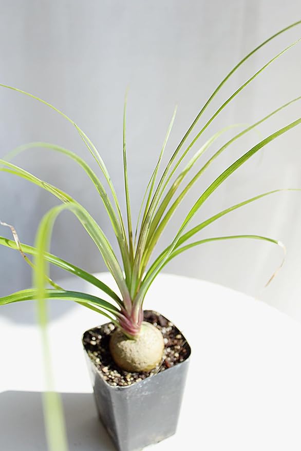 Ponytail Palm (Beaucarnea Recurvata) Live Indoor House Plant in 2-Inch Pot – Low Maintenance, Air-Purifying Plant (2)