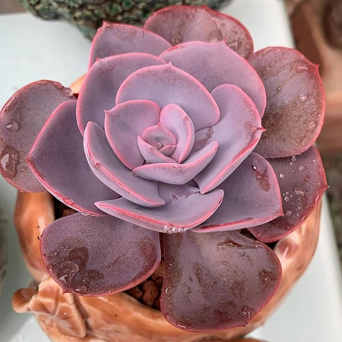 Sprout N Green Echeveria 'Dusty Rose', 1 Live Rare Mini Succulent Plant Fully Rooted in 2" Pot, Real House Plant for Indoor Outdoor Home Office Wedding Decoration Party Favor