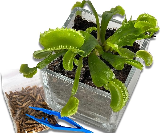 Venus Fly Trap Live Plant with 2.5" Classy Glass Cube Pot + Venus Fly Trap Food, Feeding Tweezers, Carnivorous Plants Soil and Live Venus Flytrap
