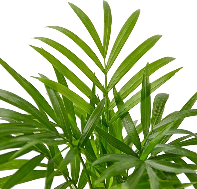 Parlor Palm Live Indoor Plant | Neanthebella Live Plant | Air Purifying Plant | Ship from CA in Nursey Pot | PET Friendly (Medium Plant, 4" Pot)