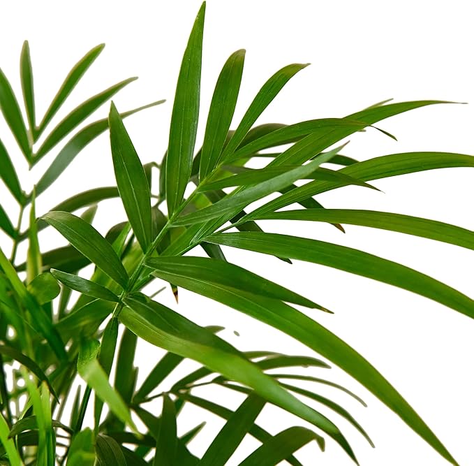 Parlor Palm Live Indoor Plant | Neanthebella Live Plant | Air Purifying Plant | Ship from CA in Nursey Pot | PET Friendly (Small Plant, 2" Pot)
