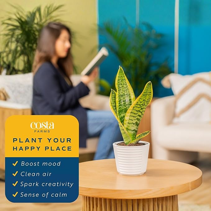 Costa Farms Snake Plant, Live Plant in Decor Pot, Easy to Maintain, Small Air Purifying Succulent Indoor Houseplant, Assorted Variety, Perfect for Home, Room, or Office, 8-12 Inches Tall, Pack of 2