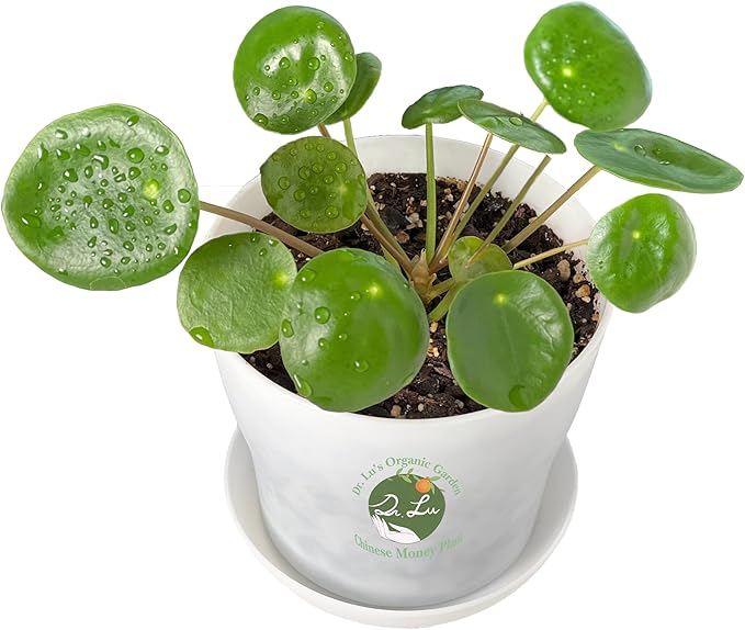 Dr. Lu’s Organic Chinese Money Plant (Pilea Peperomioides) | Rooted Friendship/UFO Plant | Rare House Plants for Good Fortune | Live Plants in 4'' Nursery Pot