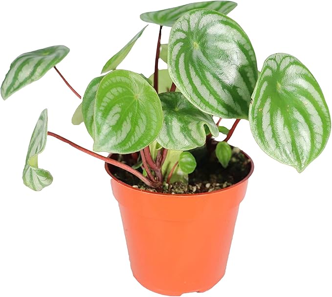 California Tropicals Watermelon Peperomia Plant - 4'' Unique Mini Houseplant - Easy Live Potted Plant for Small Indoor Spaces, Air Purifying - Tiny Garden Gem, Tropical Office Decor